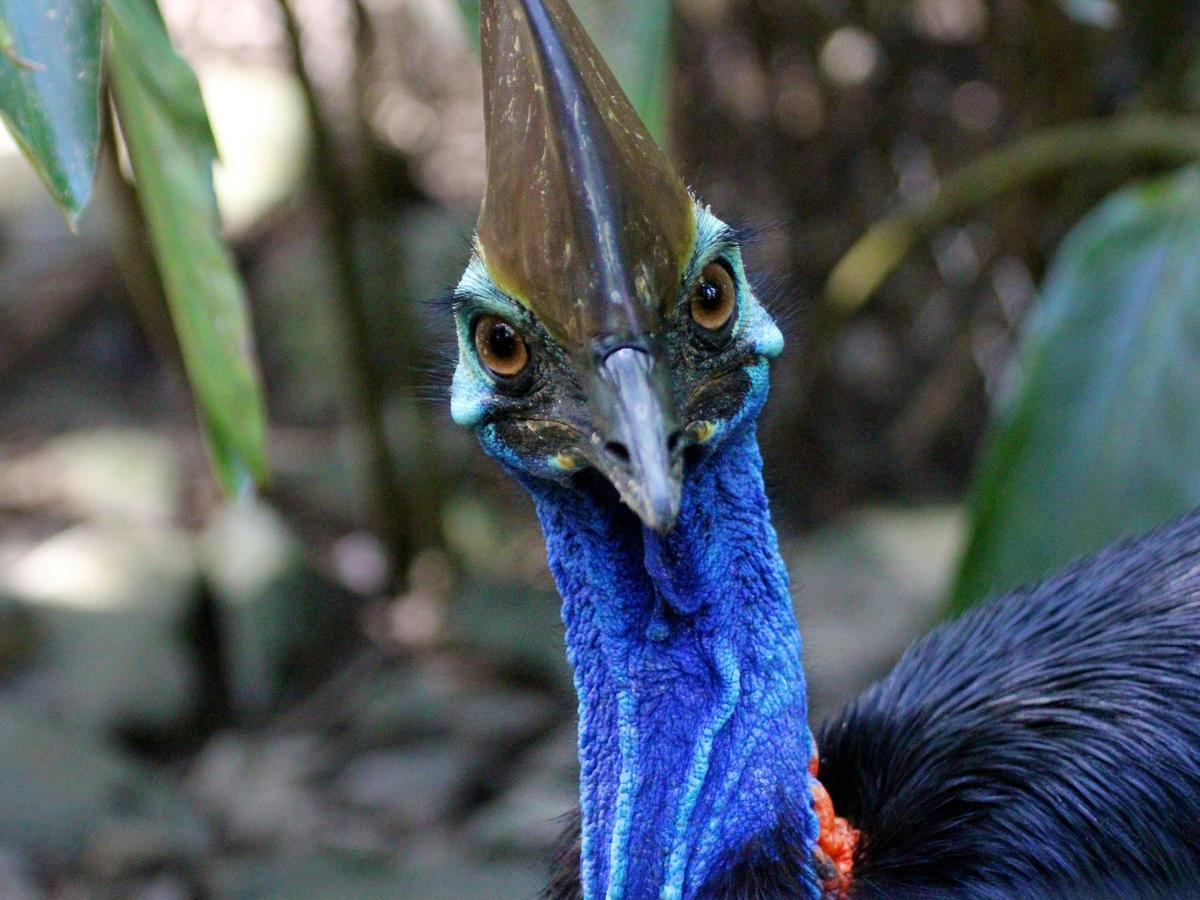 Cape Tribulation, Daintree and Wildlife Eco Experience