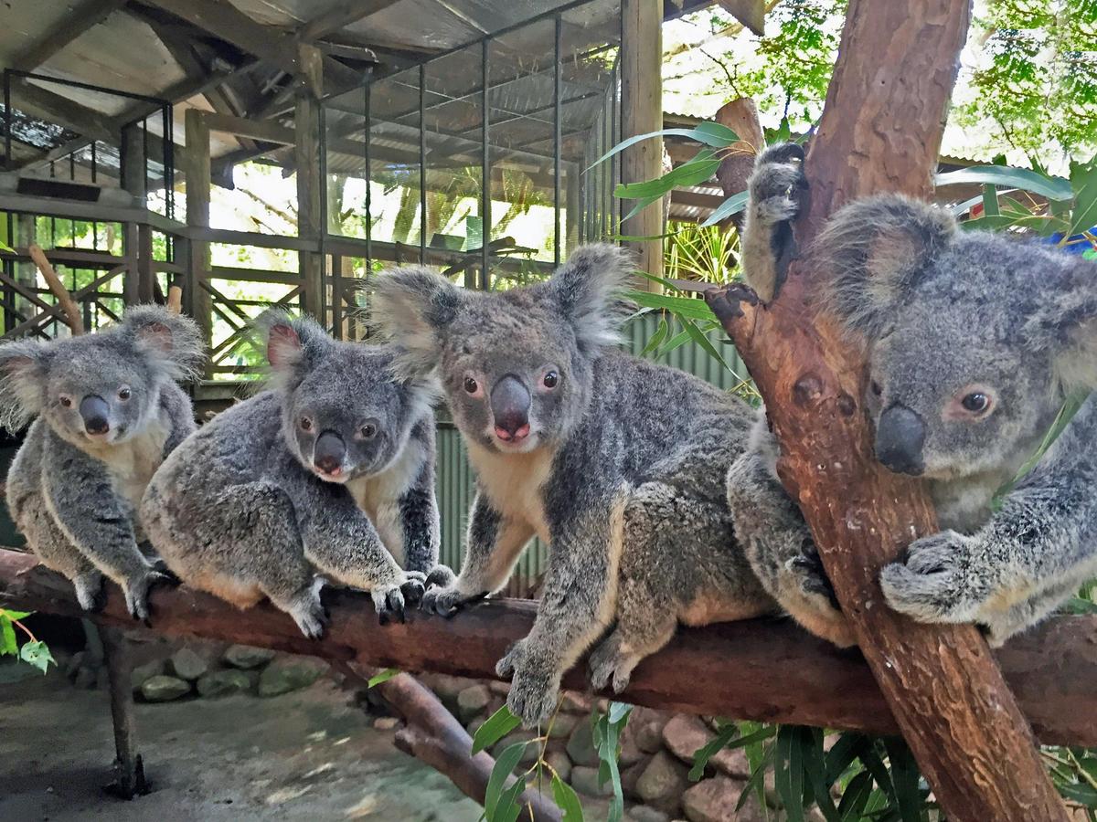 Grand Kuranda Experience with Kuranda Scenic Rail and Skyrail Rainforest Cableway