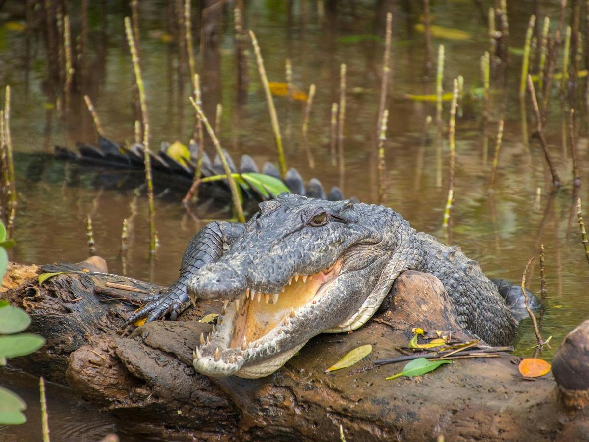 Cape Tribulation, Daintree and Wildlife Eco Experience