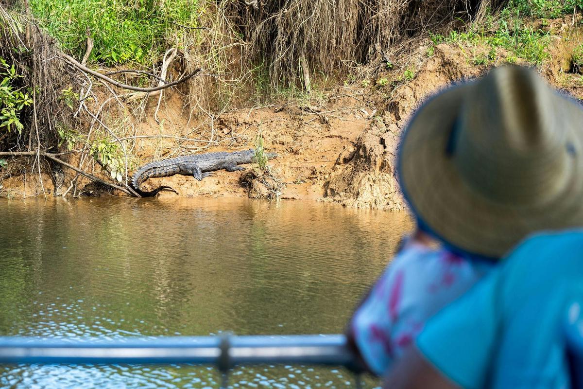 Spotting wild crocodiles on the Daintree River Cruise as part of your Tropic Wings Daintree day tour