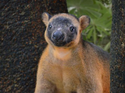 Cape Tribulation, Daintree and Wildlife Eco Experience