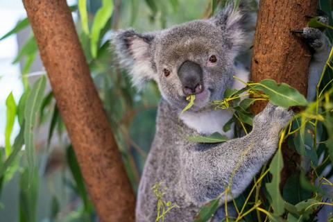 Classic Kuranda With Kuranda Scenic Rail and Skyrail Rainforest Cableway