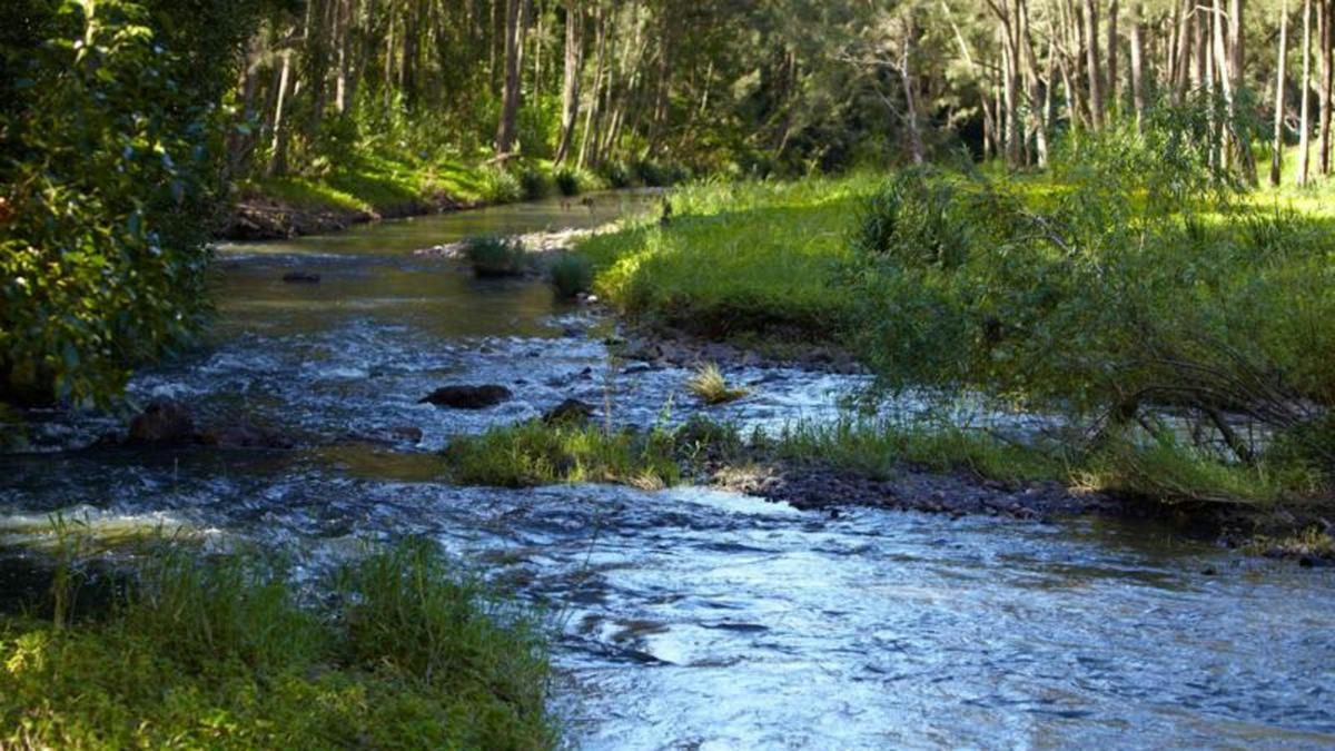 Tallebudgera Veg Sanctuary.