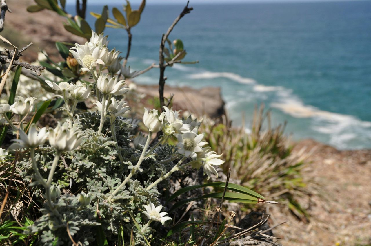 Flannel flowers hang to the cliff edge