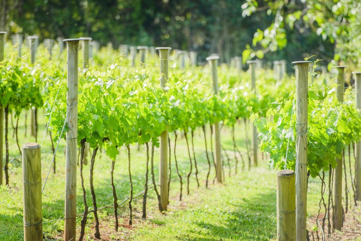 Deluxe Wine Tasting Tour - Tamborine Mountain