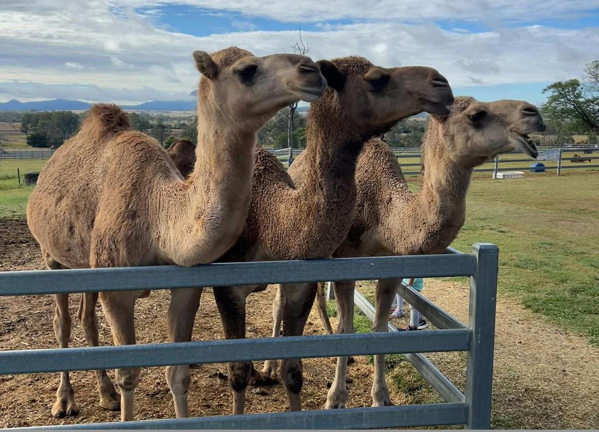 Scenic Rim Custom Tour
