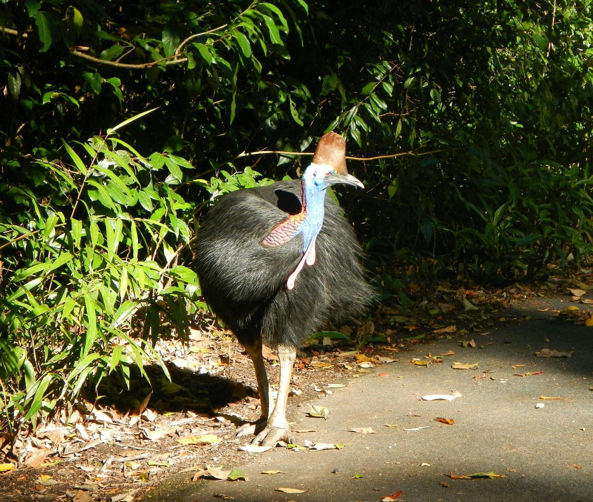 Uncle Brian's - Cape Tribulation