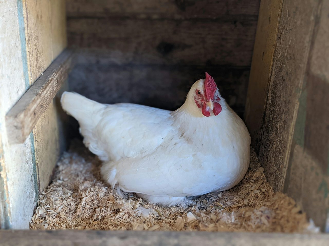 Chicken laying eggs
