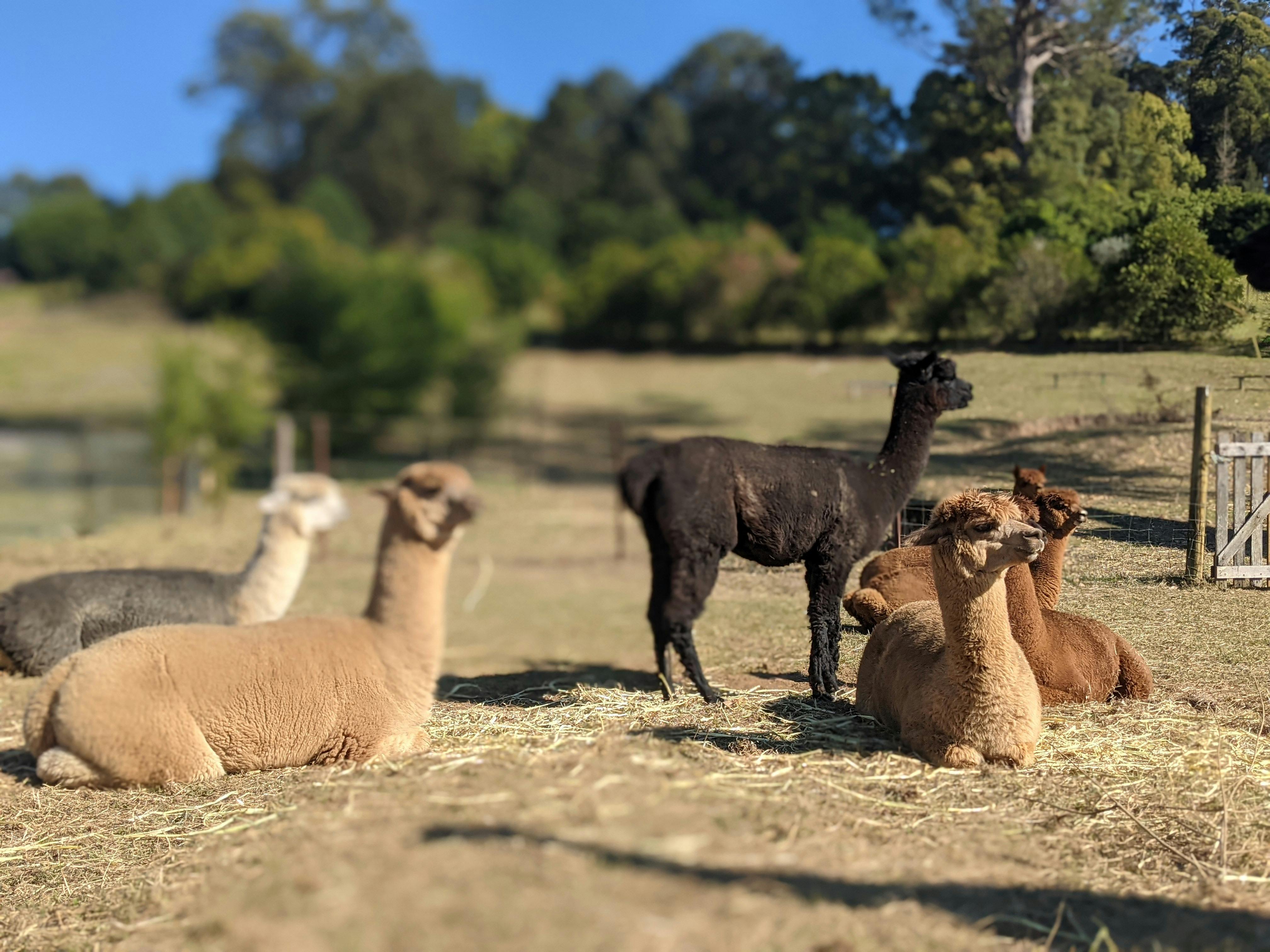 Alpacas resting after their breakfast