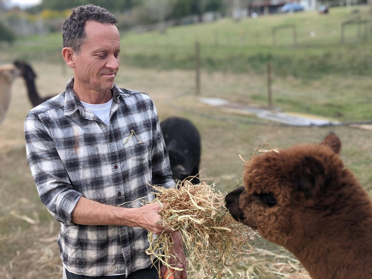 Viritor feeding alpaca