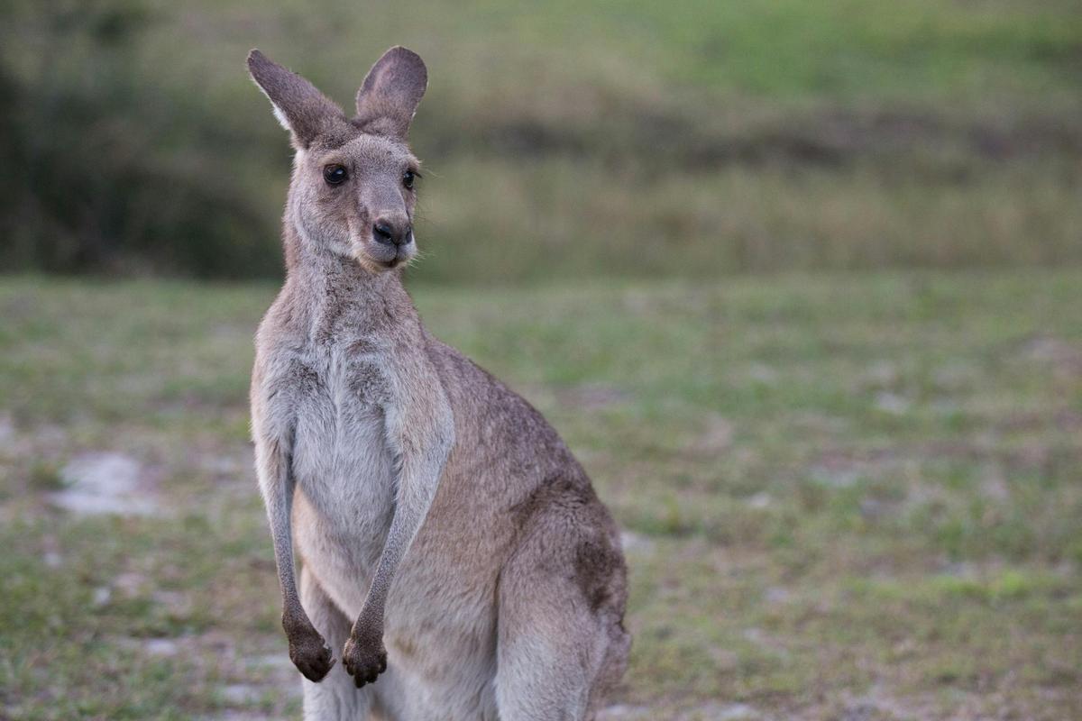 Wild kangaroo at Toorbul Beach Moreton Bay Region
