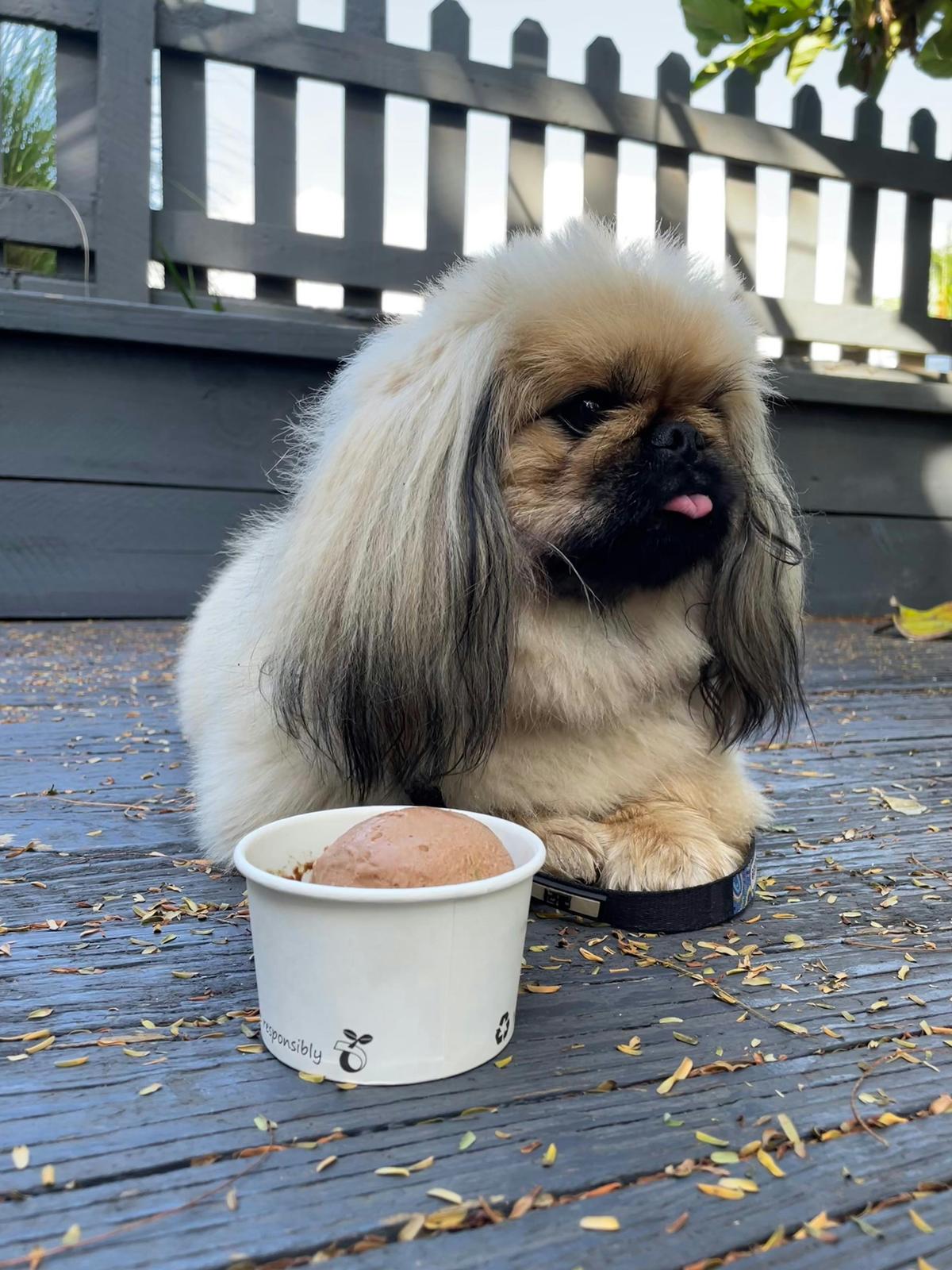Doggy friendly