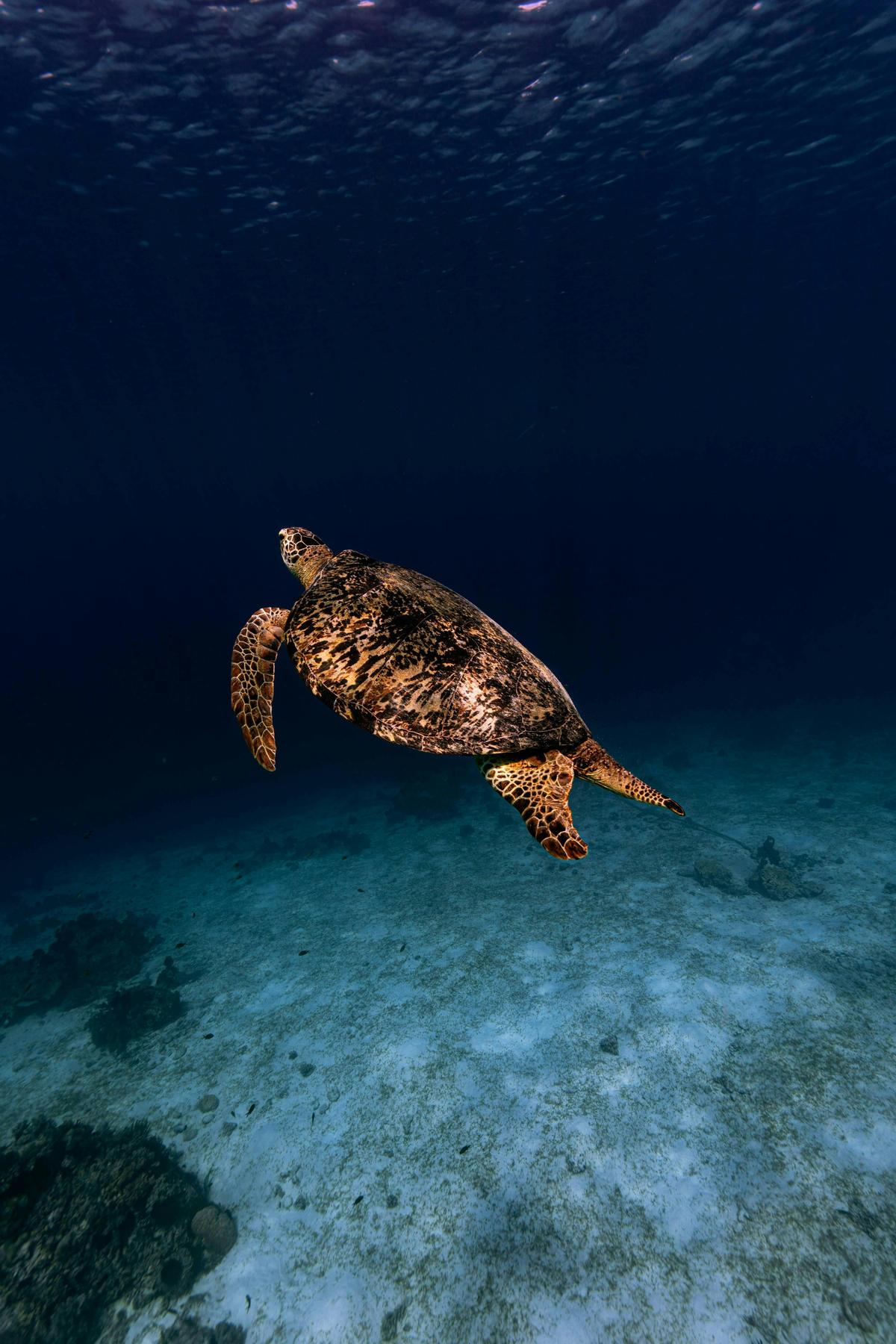 Small Group Turtle Snorkel Tour - The Pressure Project Sunshine Coast