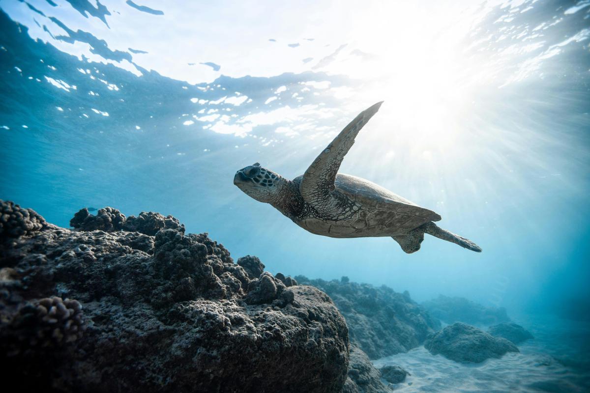Flinders Reef Freedive and Snorkel - The Pressure Project Sunshine Coast