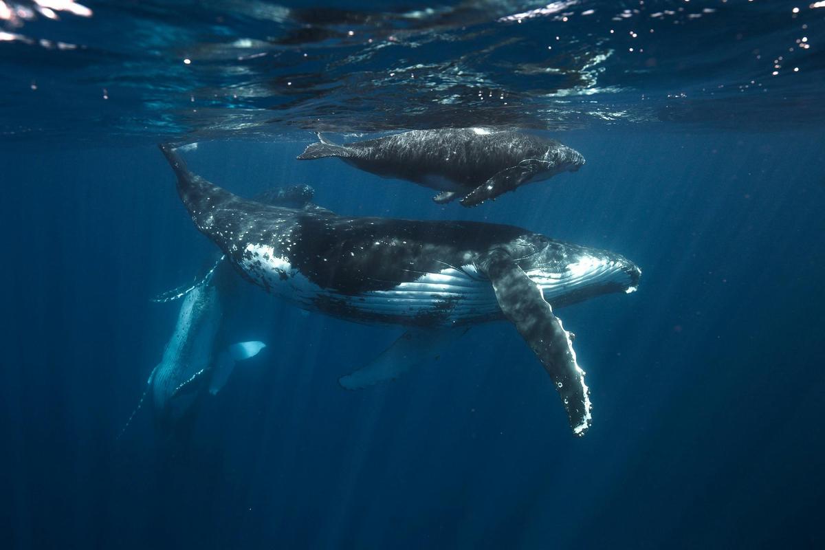 Whale Swim Experience: Small Groups, Big Encounters