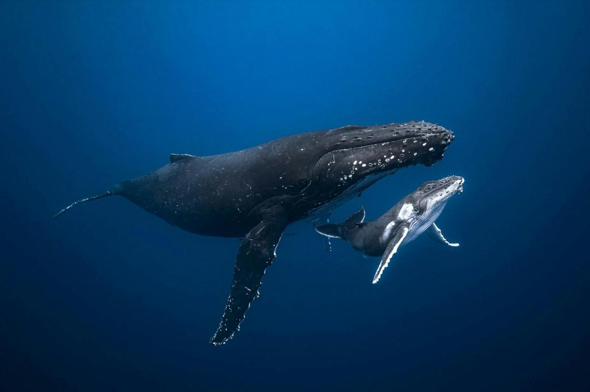 Humpback Whale Experience