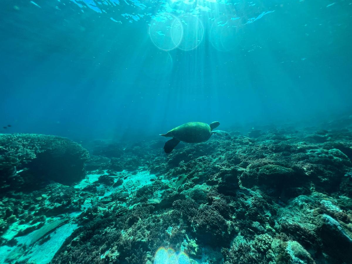 Flinders Reef Freedive and Snorkel - The Pressure Project Sunshine Coast