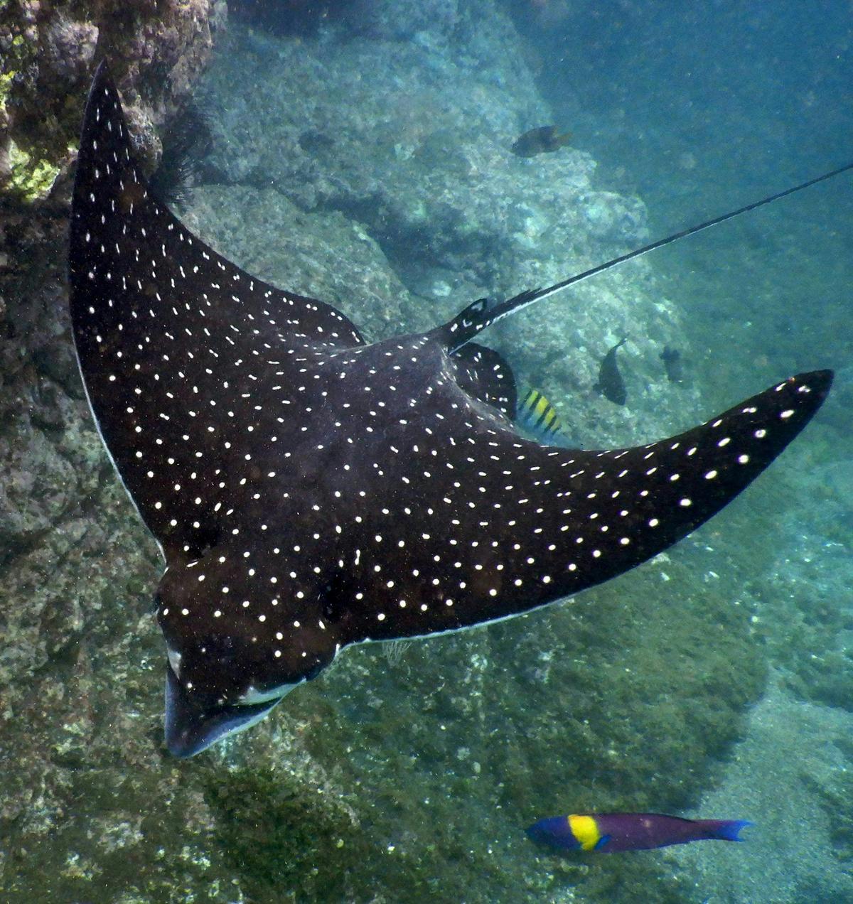 Flinders Reef Freedive and Snorkel - The Pressure Project Sunshine Coast