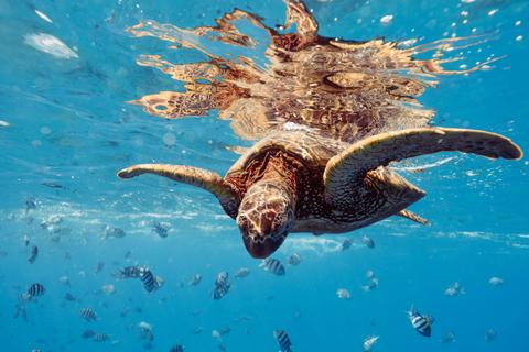 Small Group Turtle Snorkel Tour - The Pressure Project Sunshine Coast