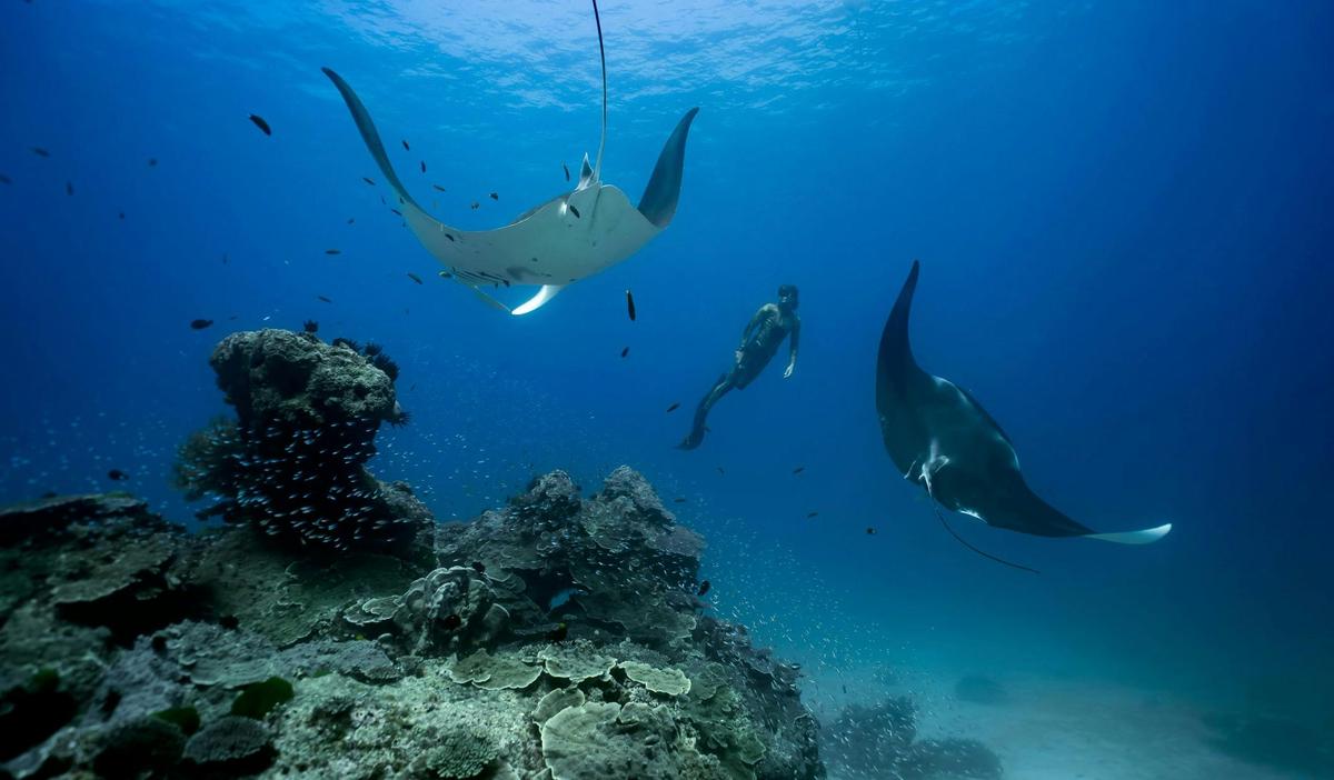 Marinelife Encounters