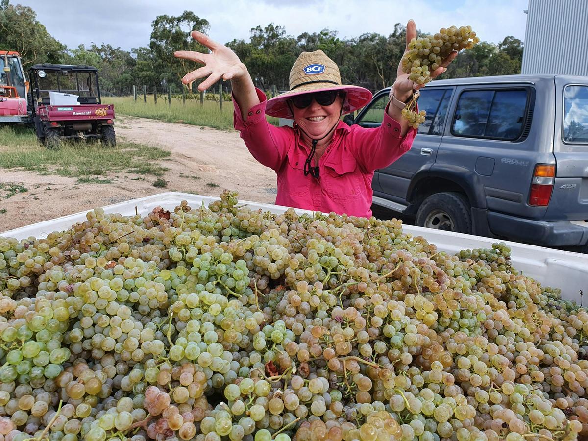 Strangebird Variety Alvarinho, View Wine produced Qld first Alvarinho in 2017