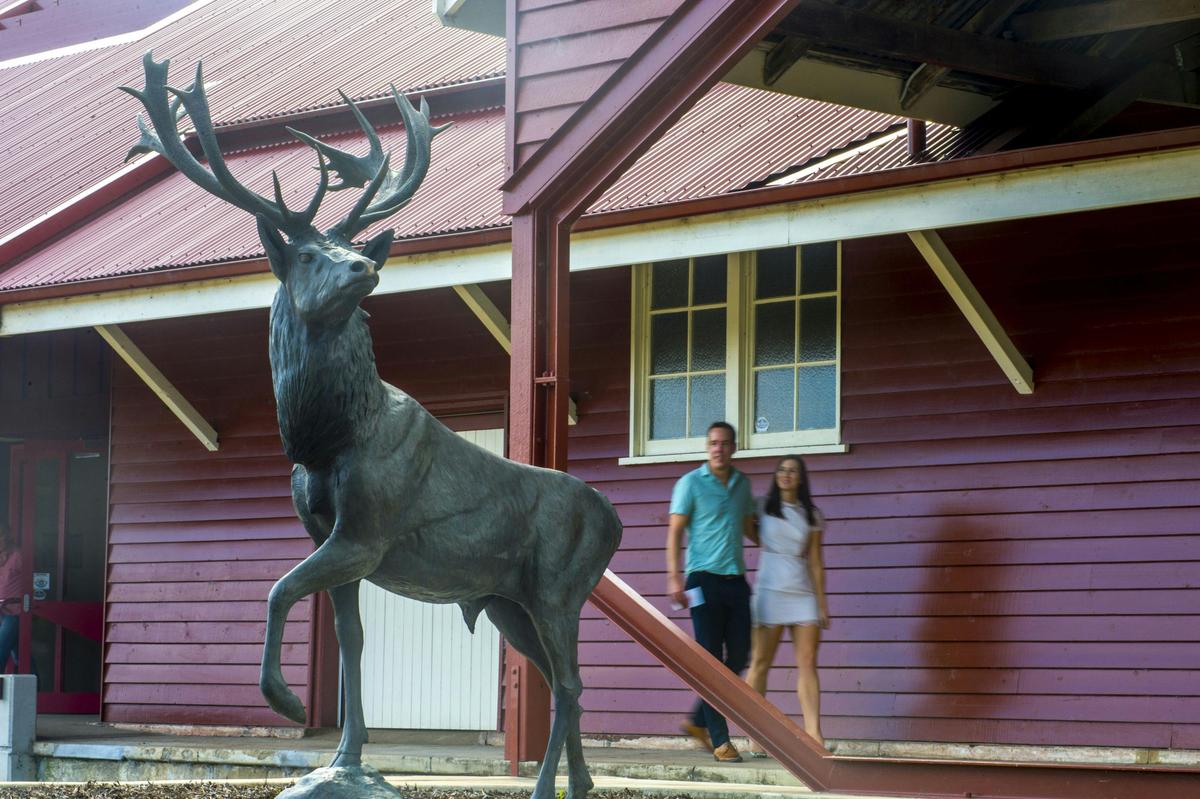 Toogoolawah - Somerset Regional Art Gallery - Red Deer