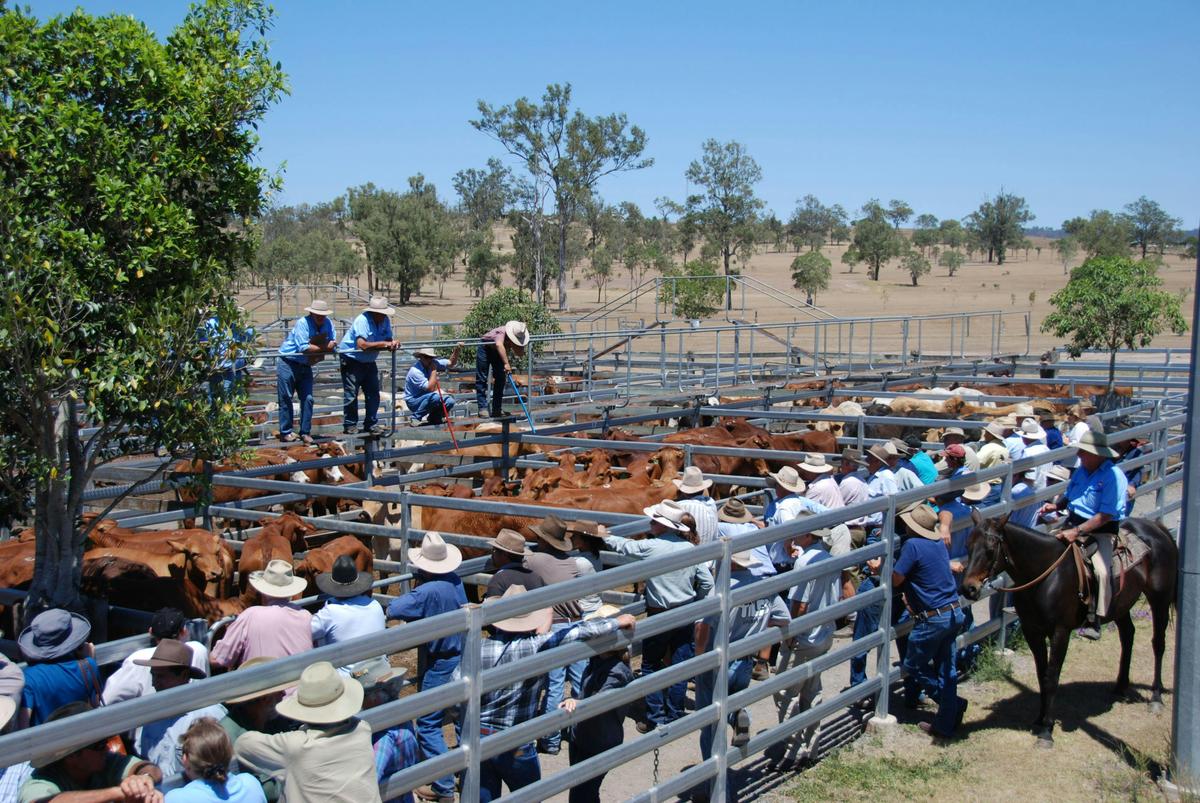 Cattle Sales Toogoolawah