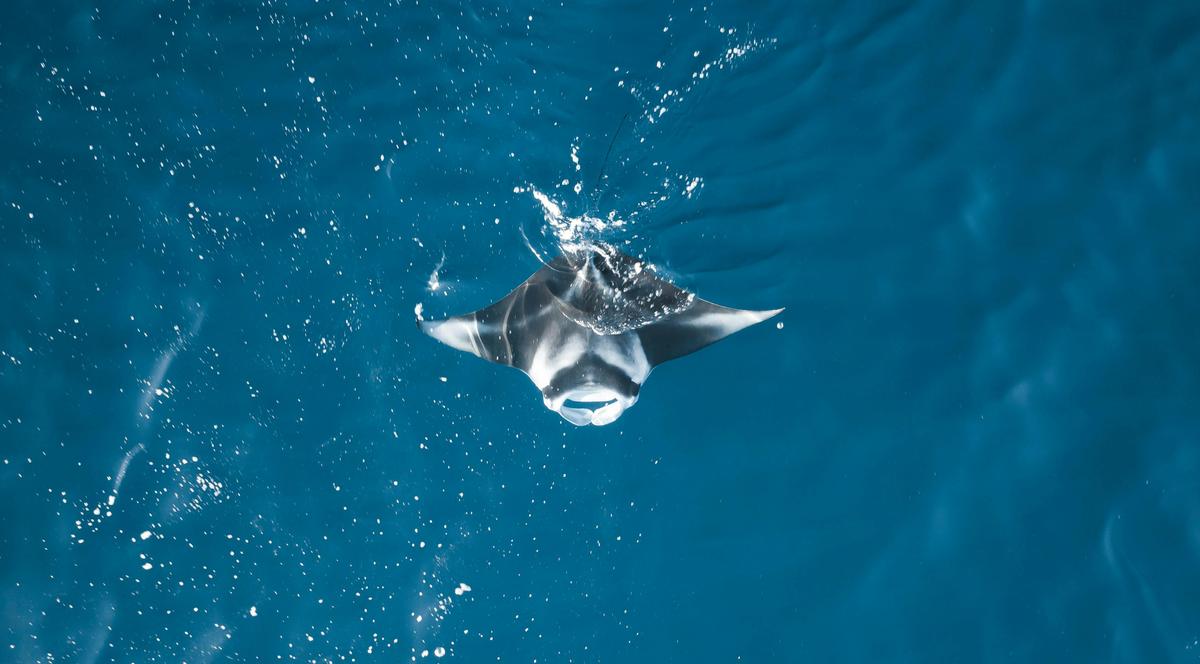 Manta Ray