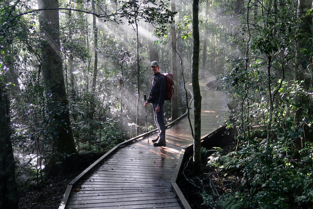 Lamington National Park Rainforest Adventure