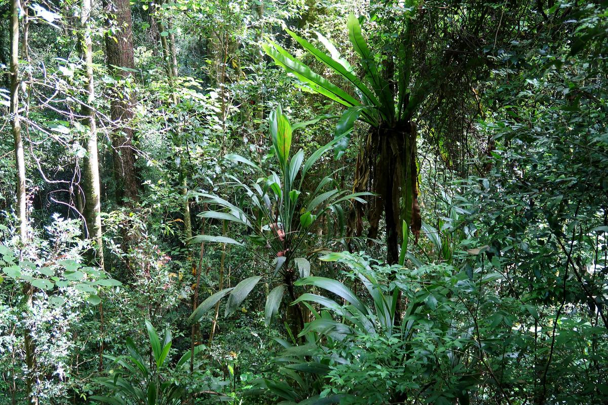 Birds nest ferns Lamington National Park