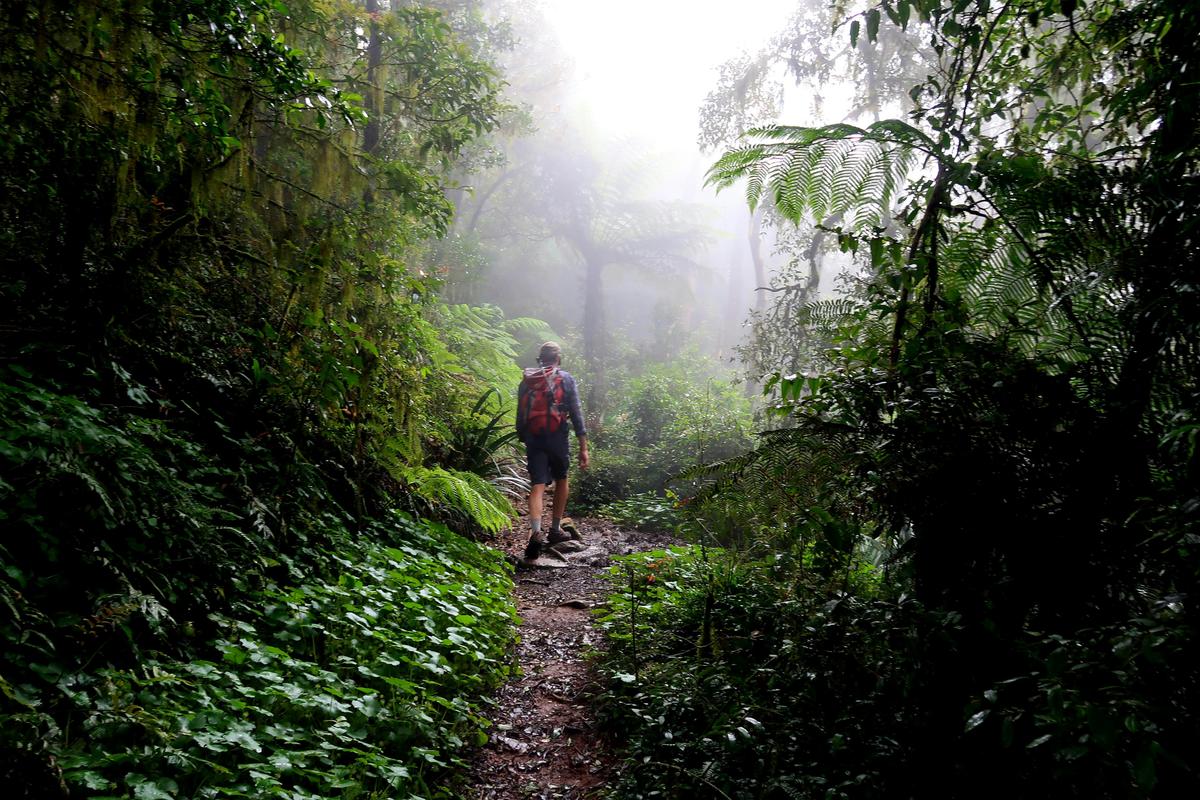 Lamington National Park Rainforest Adventure