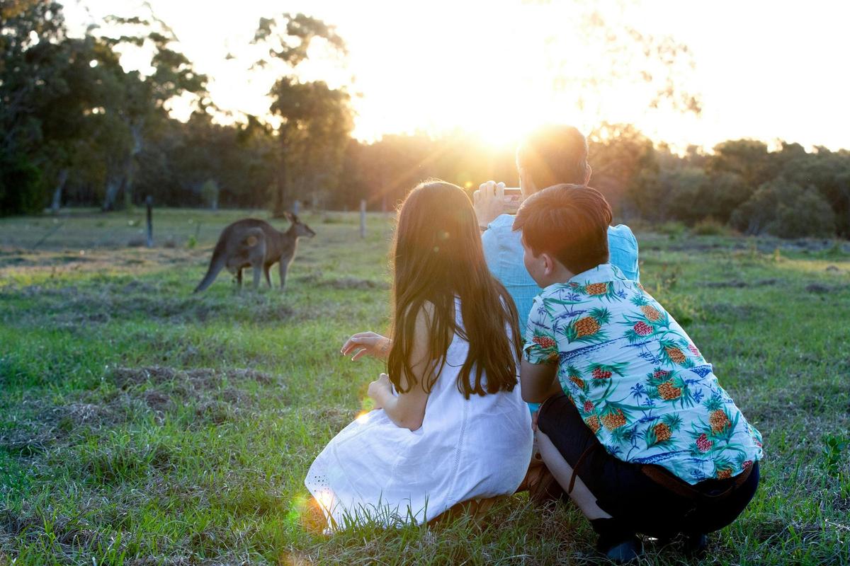 Toorbul Beach Kangaroos