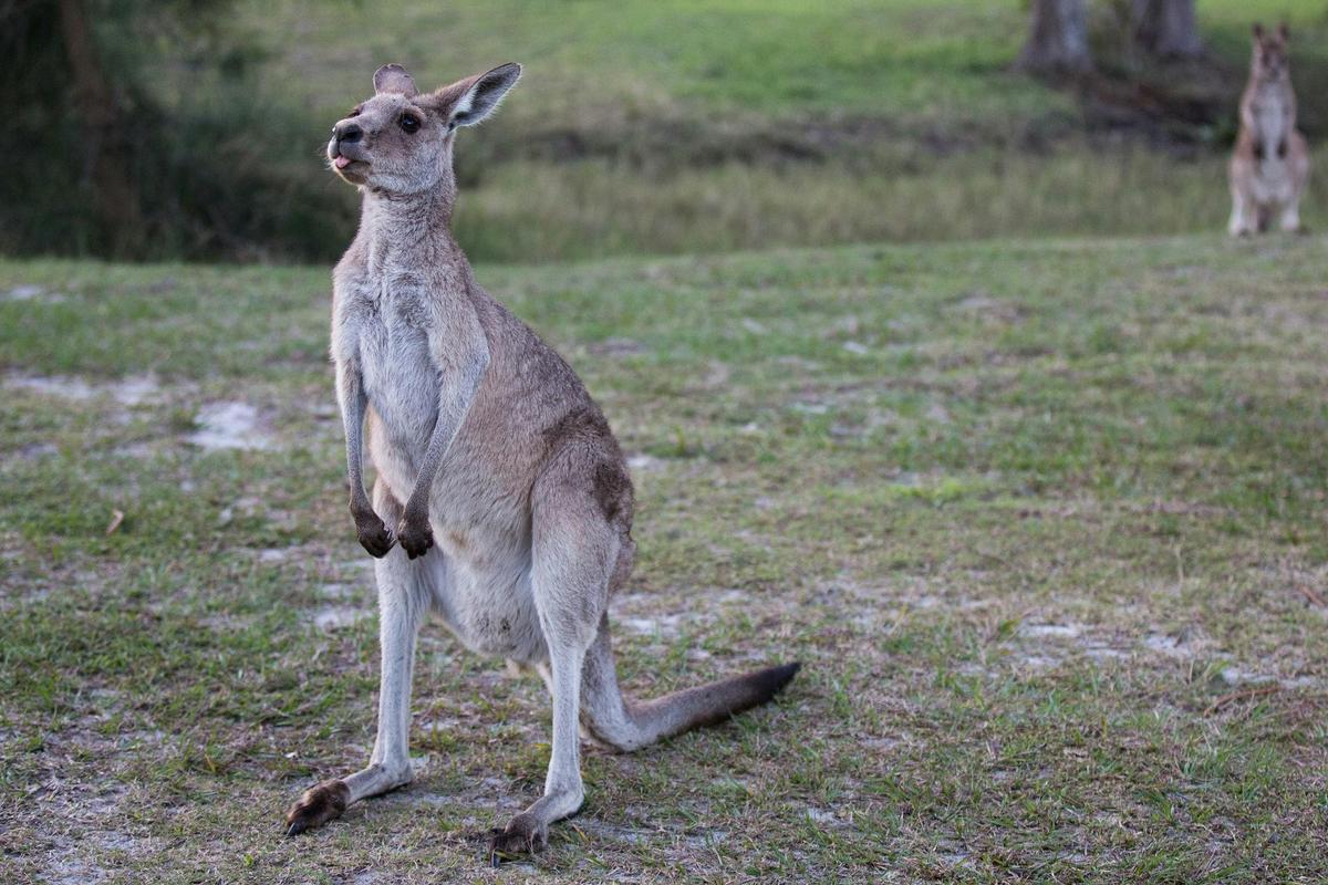 Kangaroo at Toorbul Beach