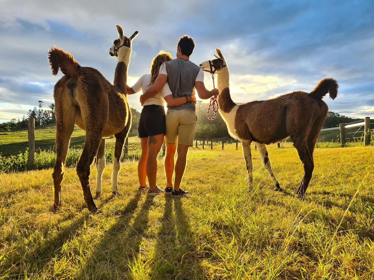 Life is calmer with a llama!