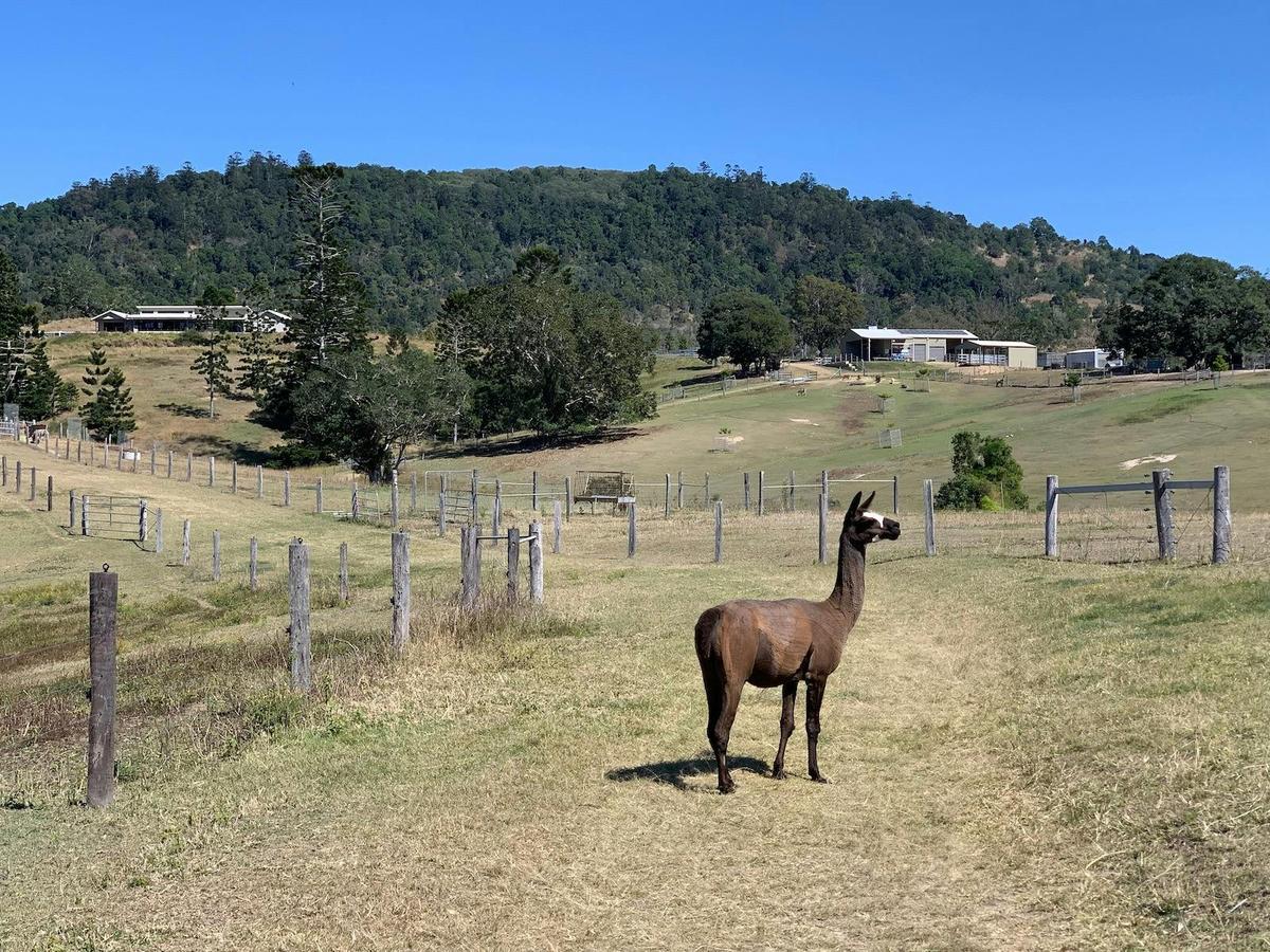 The Llama Farm is nestled in the foothills of Pine Mountain on the mid-Brisbane River in Ipswich.