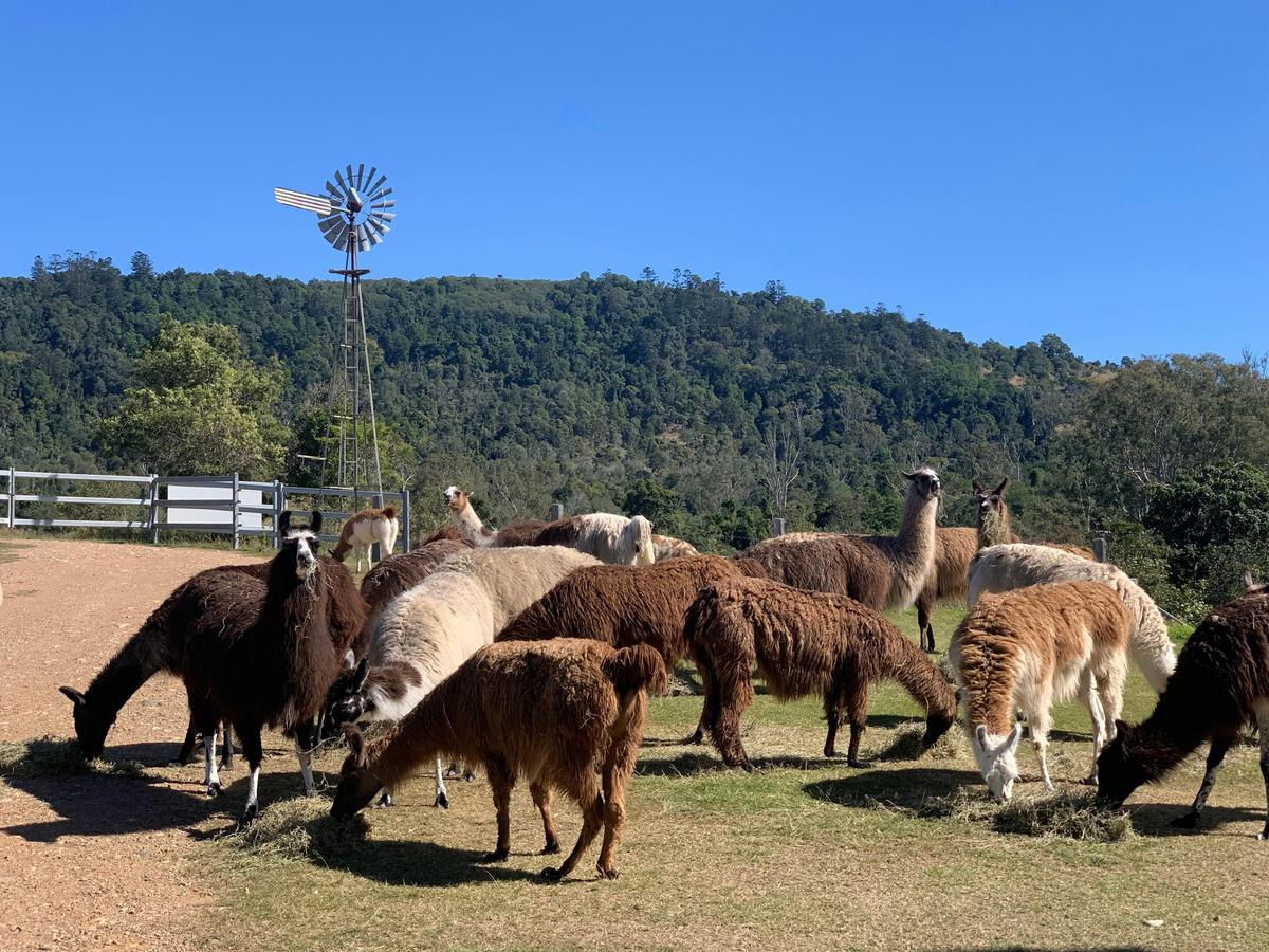Welcome to The Llama Farm.