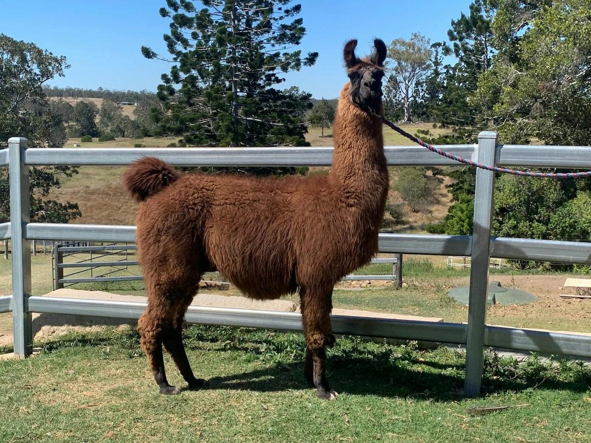 The Llama Farm has the largest herd of llamas in Queensland.