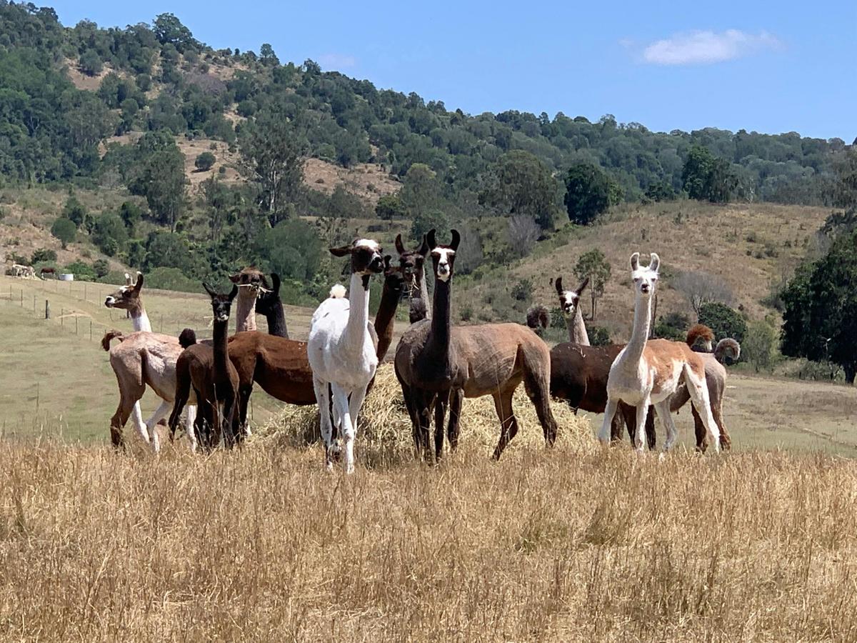 Our llamas enjoy grazing the beautiful foothills of Pine Mountain.
