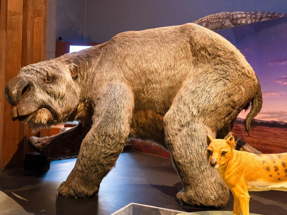 Step back 33 million years and meet the remarkable creatures that once roamed this land.