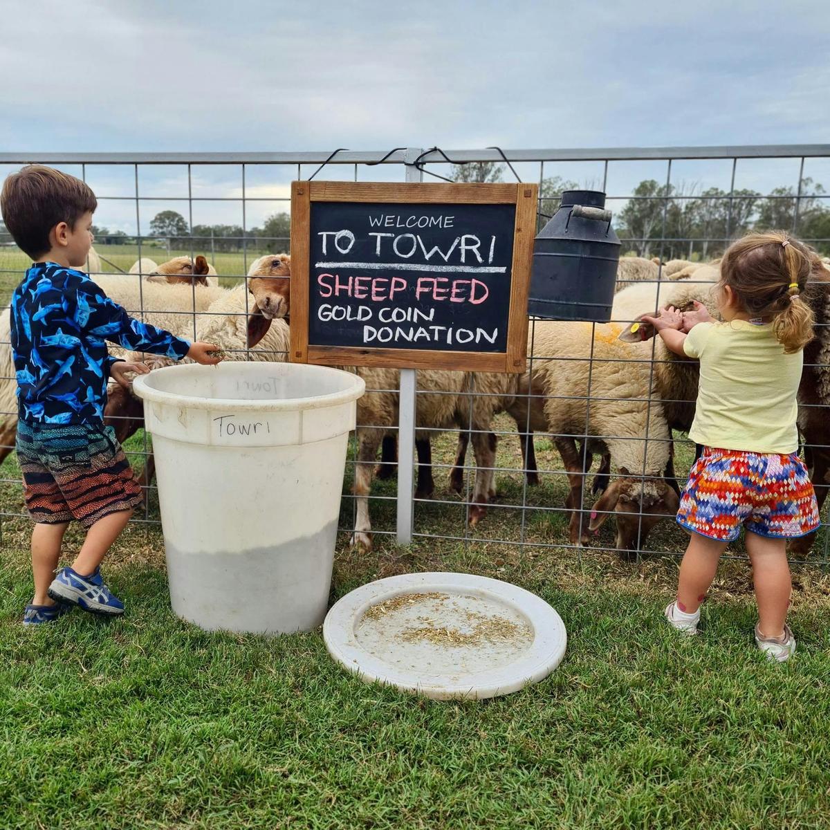 Kids love feeding our sheep