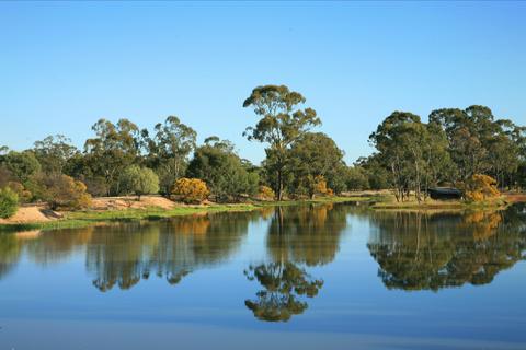 The Gums