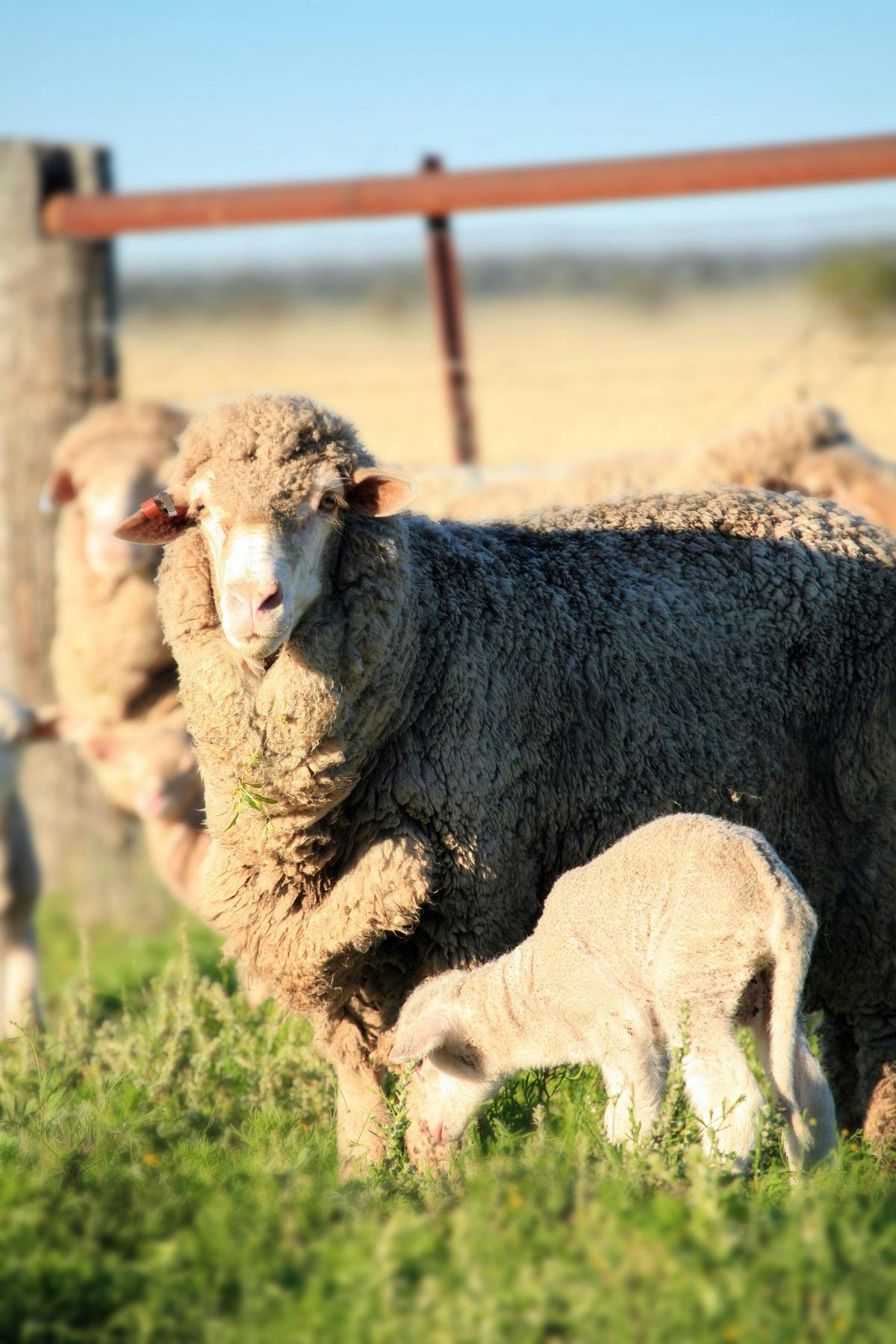 Farming, The Gums