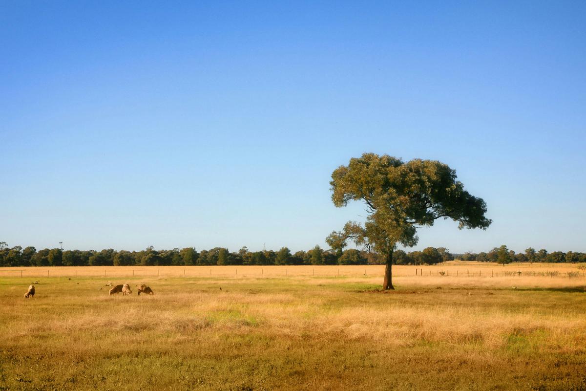 Farming Property, The Gums