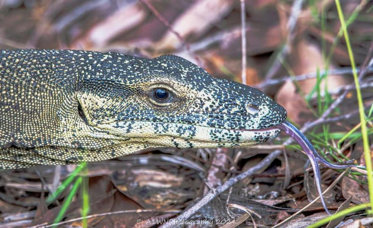 Goanna captured at Traveller's Rest 1770 Ecotourism certified campground in Agnes Water/1770, QLD