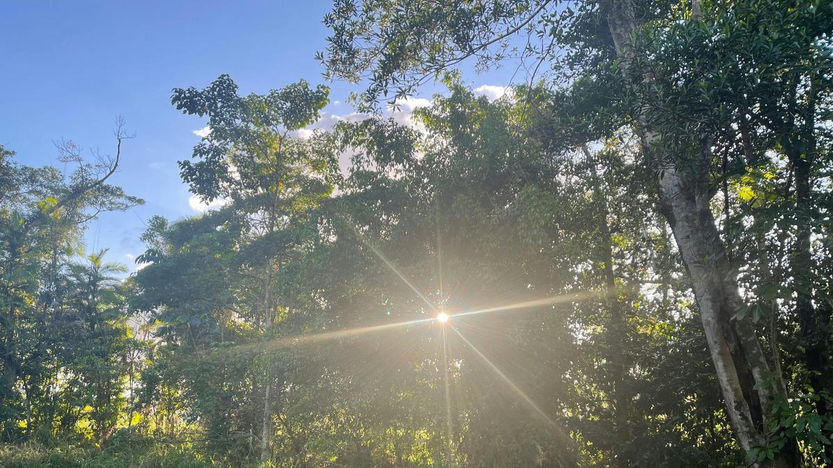 Tropical Woopen Creek Camping