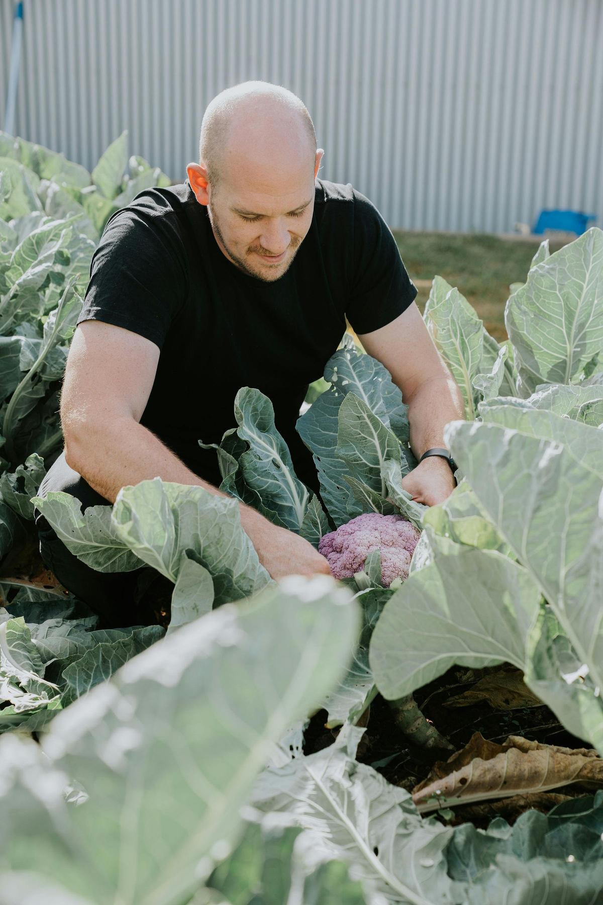 Chef picking purple cauliflower from the garden
