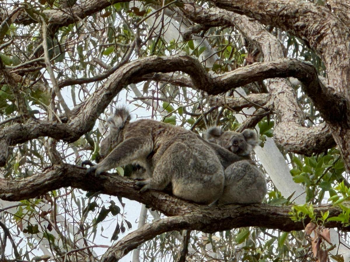The secrets of South Queensland beaches, National Parks, World Heritage Rainforest - custom trip