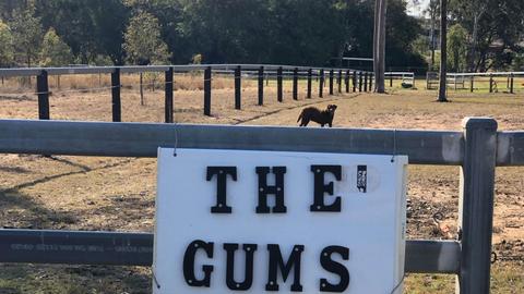 The Gums Aratula camp