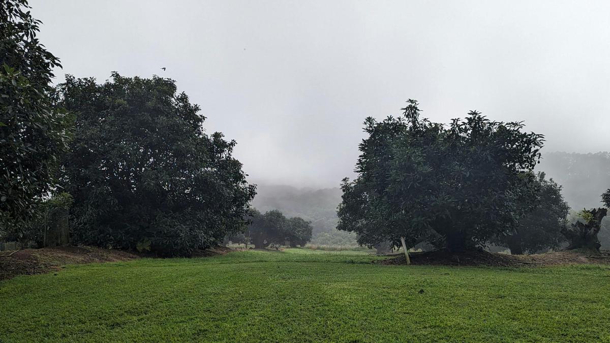 Tremayne - The Old Avocado Farm