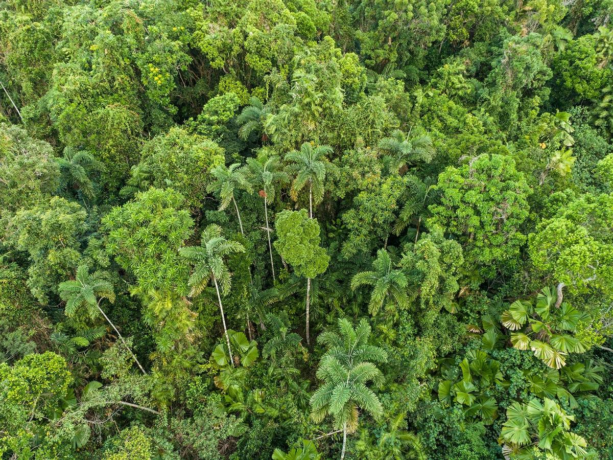 wet tropics rainforest